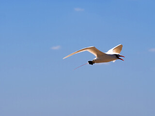 Red-tailed tropicbirds, Phaeton rubricauda, are excellent flyers, southern Madagascar