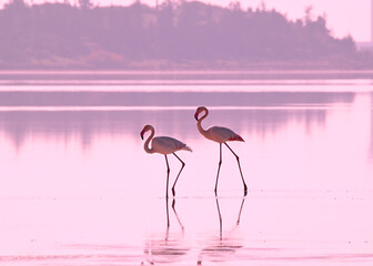 Pink flamingos on the salt lake of Cyprus