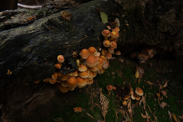mushrooms on the tree’s trunk
