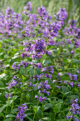 Nepeta 'Summer Blues'