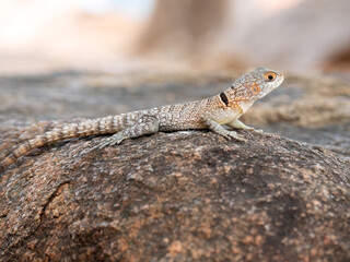 Madagascan collared iguana, Oplurus cuvieri, sitting on a large rock, Madagascar
