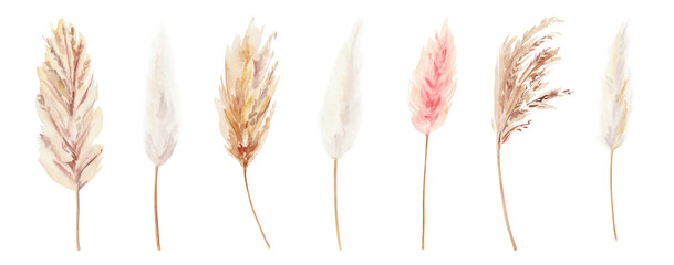 Hand painted watercolor dry palm leaves, cotton flowers, pampas grass and poppies on white background. Watercolor illustration. Dry boho flowers and leaves clipart isolated