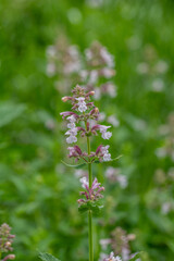 Nepeta grandiflora 'Dawn to Dusk'