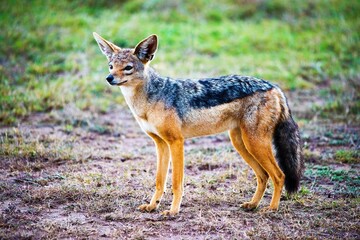 Black Backed Jackal 