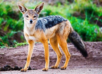 Fototapeta premium Black Backed Jackal 