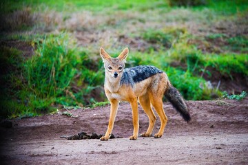 Black Backed Jackal 