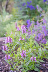 Nepeta nervosa 'Pink Cat'