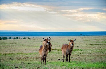 Female Waterbuck 