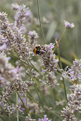 Abeja en lavanda