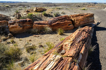 Petrified logs in the Painted desert and Petrified Forest National Park, Arizona, USA.