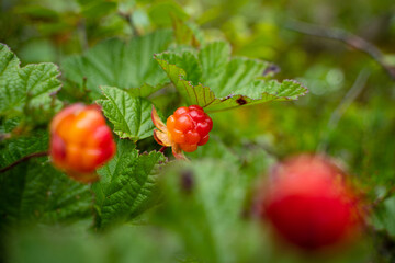 Ripe cloudberrys. Closeup.