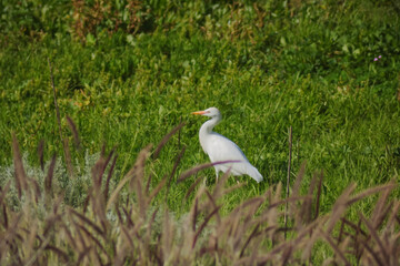 Garza com&uacute;n en pradera, Tenerife Islas Canarias