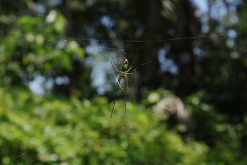 Ventral view of an Orchard spider sitting on top of a spider web