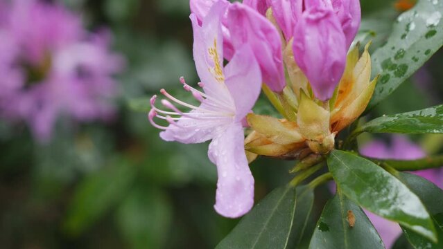 A close up view of purple Azalea flowers in a garden.