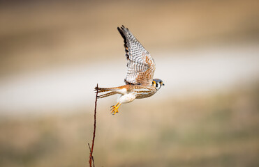 An american kestrel in flight