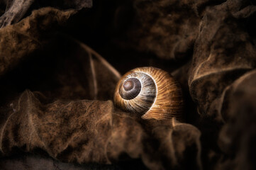 Snail house among dried brown autumn leaves, brown background