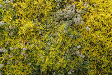 Moose Flechten Bodendecker im März
