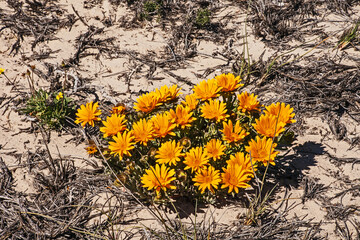 Namaqualand Gazania 11387