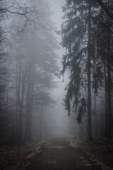 Fototapeta premium mysterious view of fog in the woods with snow covered road