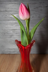 A pink beautiful tulip stands in a glass red vase on the table, against the background of a textured gray wall. Image for your creative design or illustrations.