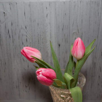 Three fresh pink tulips stand in a glass vase against a gray textured wall. Creative image for your design or unusual illustrations.