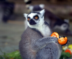 Photos of funny lemurs - 580794121