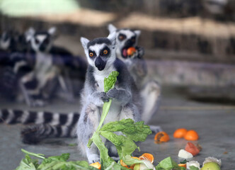 Photos of funny lemurs - 580794145