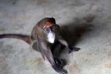 Photos of funny Brazza monkeys - 580794168