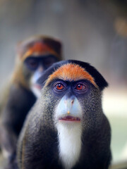 Photos of funny Brazza monkeys - 580794176