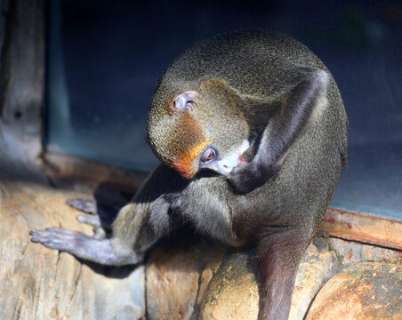 Photos of funny Brazza monkeys