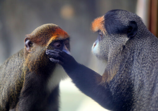 Photos of funny Brazza monkeys