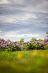 Lilac bushes against the blue sky