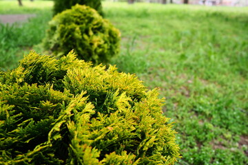 Sheared thuja on the lawn. Shaping the crown of thuja. Garden and park. Floriculture and horticulture. Landscaping of urban and rural areas. Yellow-green leaves and needles of coniferous plant - obrazy, fototapety, plakaty