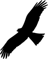 Black silhouette of a bird of prey in flight.