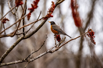 robin on branch