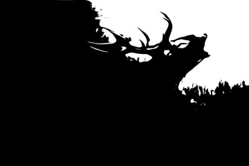 Fototapeta premium Black and white image of a deer. Red Deer (Cervus elaphus).