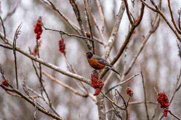 Robin on a branch