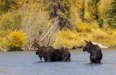 Bull and Cow Moose in the Rut  in Wyoming in Autumn