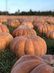 pumpkins on a farm, pumpkins on a field 