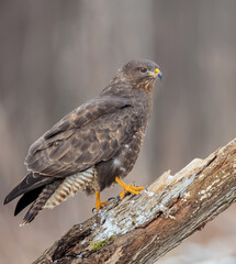 Common Buzzard in early spring at a wet forest