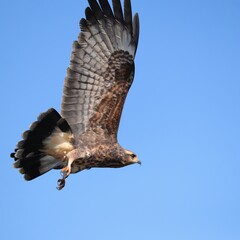Endangered Snail Kites Soar Over Paynes Prairie Gainesville FL