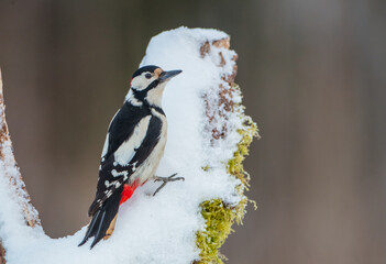 Great Spotted Woodpecker - male - in the wet forest in winter