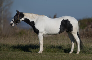 Fototapeta na wymiar paint conformation shot registered american paint standing shot from side view showing full body and horse anatomy four legs white horse with black spots pinto colored paint blue sky in background