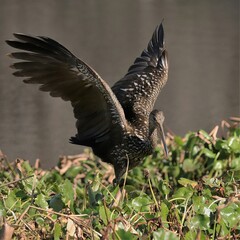 Limpkin Landing at Paynes Prairie Gainesville Micanopy FL