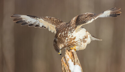 Common Buzzard in early spring at a wet forest