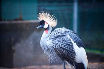 grey crowned crane © trn