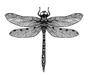 Dragonfly sketch. Hand-drawn vector illustration. Vintage drawing.