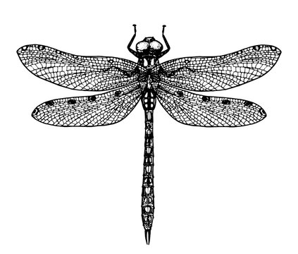 Dragonfly sketch. Hand-drawn vector illustration. Vintage drawing.