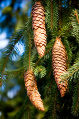 Close-up of spruce cones.