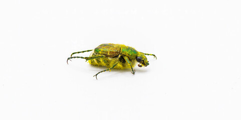 emerald flower scarab or metallic green flower scarab - Trichiotinus lunulatus - Isolated on white background